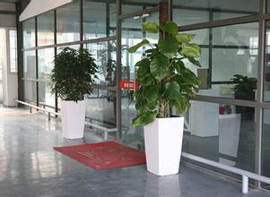 �����̻�ֲ������